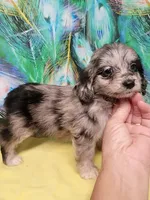 Toy Aussie doodle, a female Miniature Aussiedoodle for sale in Spraggs, PA – 2 of 9