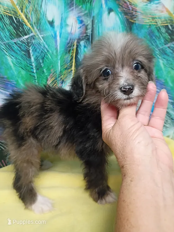 Toy Aussie Doodle girl – Miniature Aussiedoodle puppy for sale in Spraggs, PA