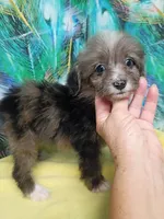 Toy Aussie Doodle girl Ready !, a female Miniature Aussiedoodle for sale in Spraggs, PA – 1 of 9