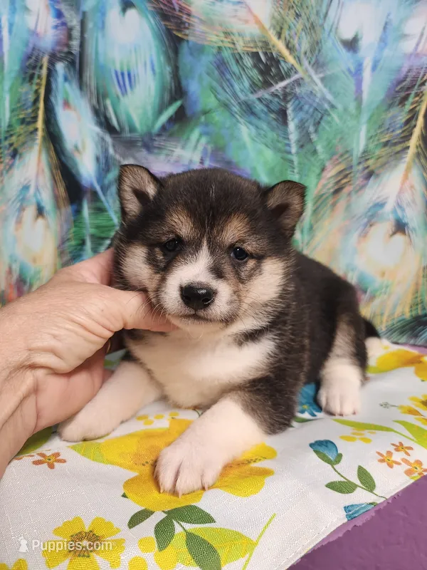 Black sesame small – Shiba Inu puppy for sale in Spraggs, PA