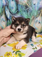 Black sesame small. Sweet !, a female Shiba Inu for sale in Spraggs, PA – 1 of 6