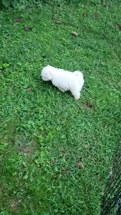 Tiny Toy Girl, a female Bichon Frise for sale in Spraggs, PA – 7 of 7