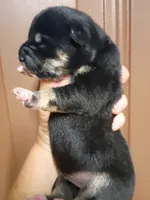 Two weeks old, a female Shiba Inu for sale in Spraggs, PA – 5 of 7