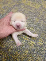 Cream Meme, a male Shiba Inu for sale in Spraggs, PA – Photo 3 of 3