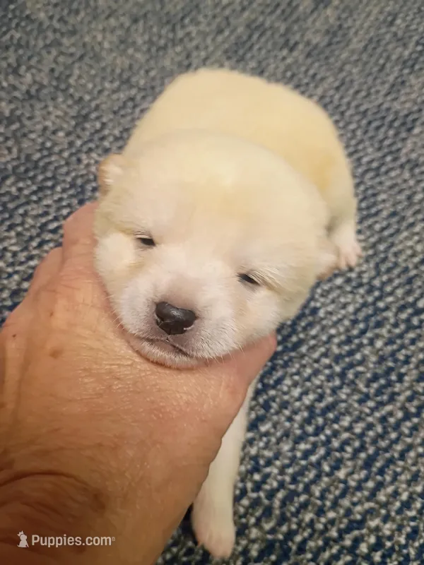 Cream Meme – Shiba Inu puppy for sale in Spraggs, PA