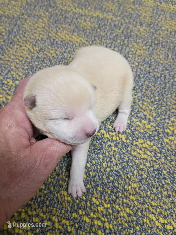 Cream Meme – Shiba Inu puppy for sale in Spraggs, PA