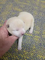 Cream Meme, a male Shiba Inu for sale in Spraggs, PA – Photo 1 of 3