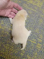 Cream Meme, a male Shiba Inu for sale in Spraggs, PA – Photo 2 of 3