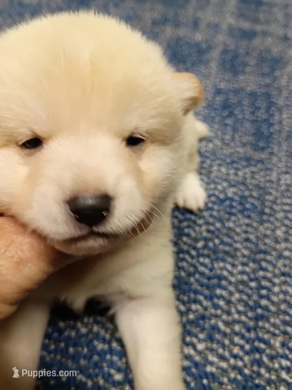 Cream Meme – Shiba Inu puppy for sale in Spraggs, PA