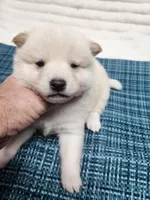 Cream little. Friendly !, a male Shiba Inu for sale in Spraggs, PA – 6 of 6