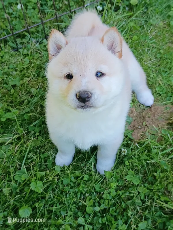 SugarPop – Shiba Inu puppy for sale in Spraggs, PA