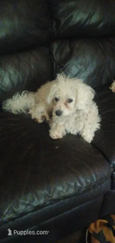 Proven young adult male.  – Bichon Frise puppy for sale in Spraggs, PA