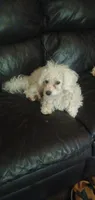 Proven young adult male. , a male Bichon Frise for sale in Spraggs, PA – 1 of 1