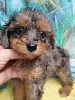 Sweet girl , a female Miniature Aussiedoodle for sale in Spraggs, PA – 2 of 8