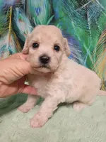 Poochon boy, a male Poochon for sale in Spraggs, PA – 1 of 6