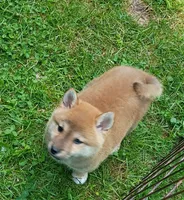 Red Meme, Ready now  !, a male Shiba Inu for sale in Spraggs, PA – 9 of 9