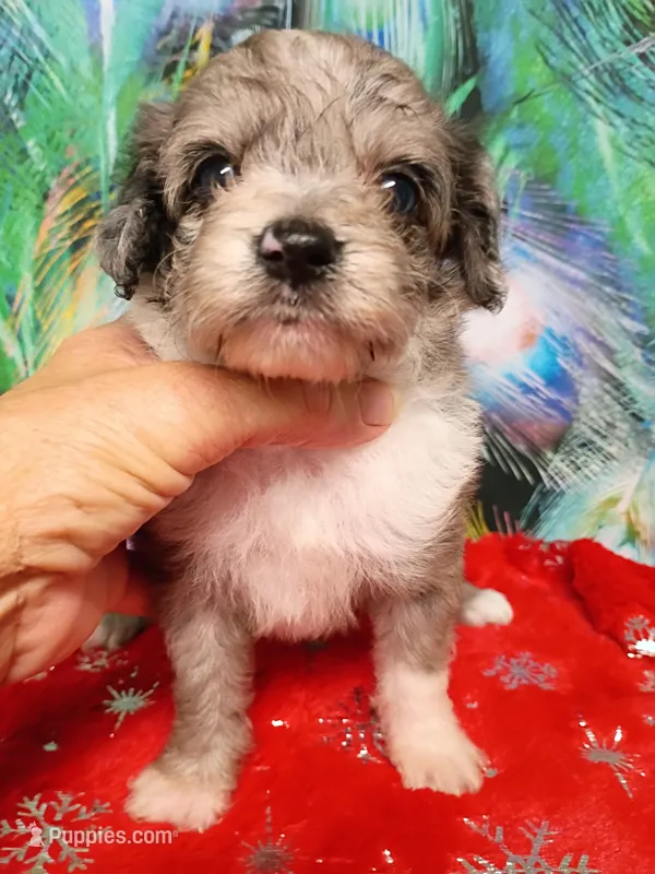 Toy Aussie doodle – Miniature Aussiedoodle puppy for sale in Spraggs, PA