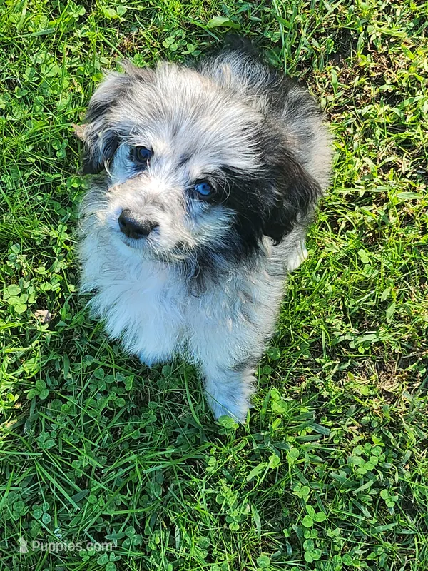 Small Aussie doodle Ready now ! – Miniature Aussiedoodle puppy for sale in Spraggs, PA