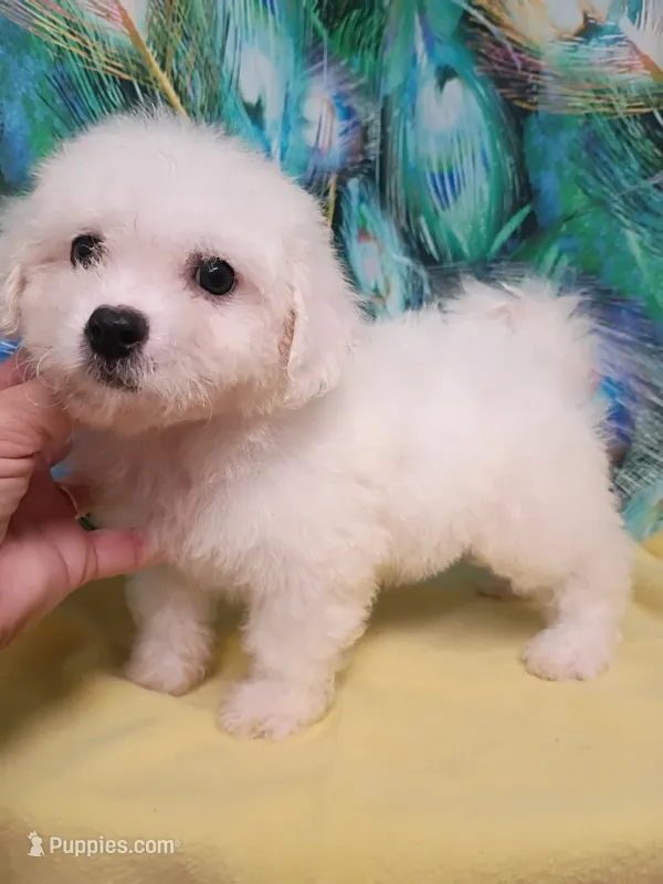 Small Girl Ready – Bichon Frise puppy for sale in Spraggs, PA