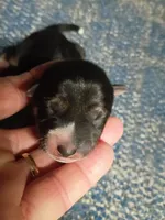 Just Born , a female Shiba Inu for sale in Spraggs, PA – 3 of 3