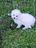 Toy size Bichon girl, a female Bichon Frise for sale in Spraggs, PA – 6 of 10