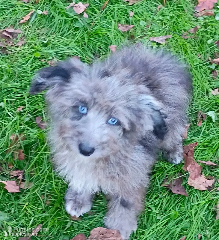 Small Mini blue eyes  – Miniature Aussiedoodle puppy for sale in Spraggs, PA