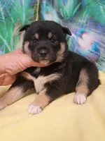 Ready October 20th girl, a female Shiba Inu for sale in Spraggs, PA – 2 of 8