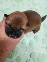 Red lady , a female Shiba Inu for sale in Spraggs, PA – 2 of 4