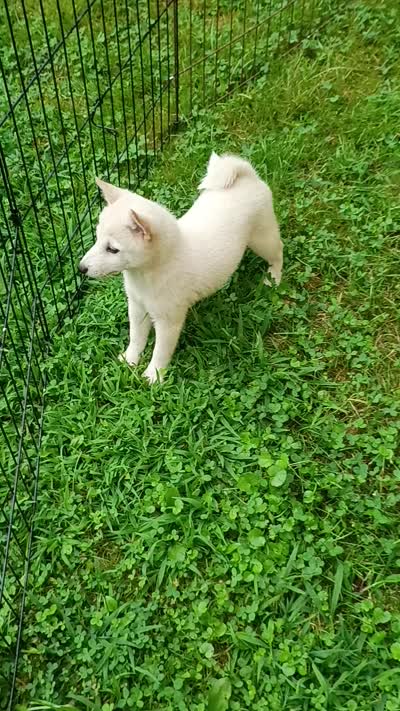 Runt Cream boy reduced , a male Shiba Inu for sale in Spraggs, PA – 9 of 9