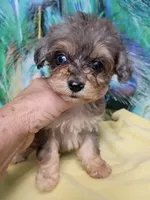  Toy size ! Aussie Doodle girl, a female Miniature Aussiedoodle for sale in Spraggs, PA – 2 of 4