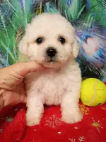 Little Bichon boy, a male Bichon Frise for sale in Spraggs, PA – 7 of 9