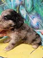 Toy Aussie doodle, a female Miniature Aussiedoodle for sale in Spraggs, PA – 8 of 9
