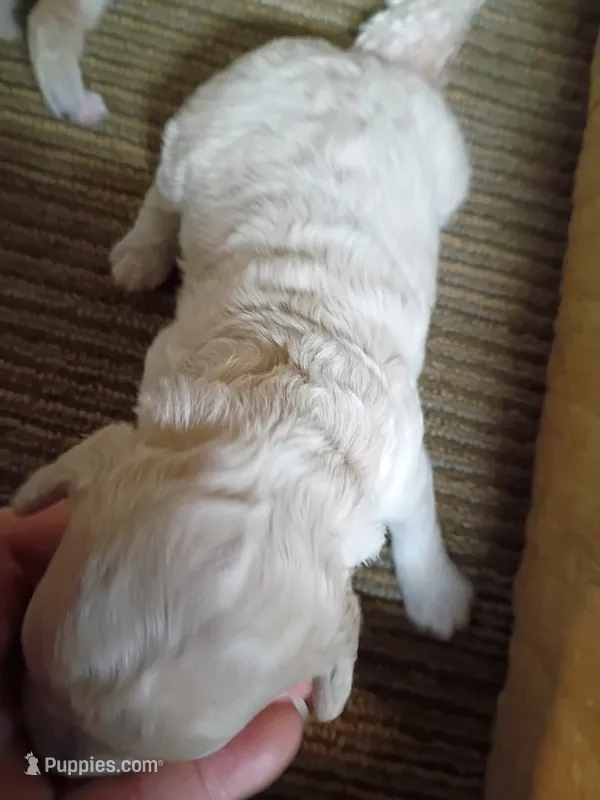 Poo-chon girl – Bichpoo puppy for sale in Spraggs, PA