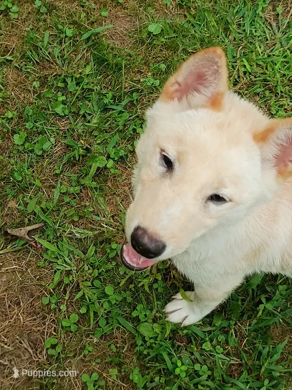 Butterscotch  – Shiba Inu puppy for sale in Spraggs, PA