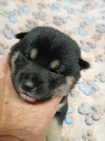 Three weeks old girl, a female Shiba Inu for sale in Spraggs, PA – 3 of 7