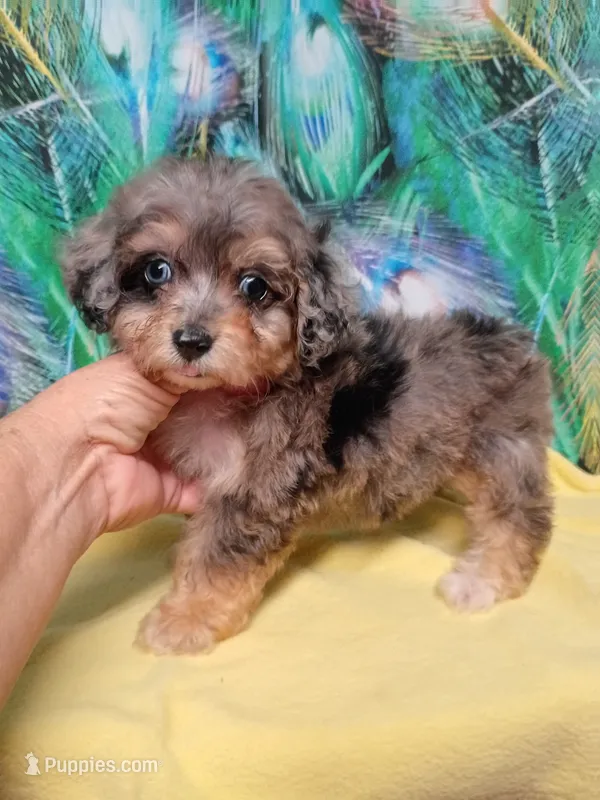 Toy size ! Aussie Doodle girl – Miniature Aussiedoodle puppy for sale in Spraggs, PA