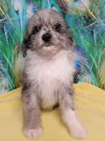 Small Blue, a female Miniature Aussiedoodle for sale in Spraggs, PA – 6 of 10