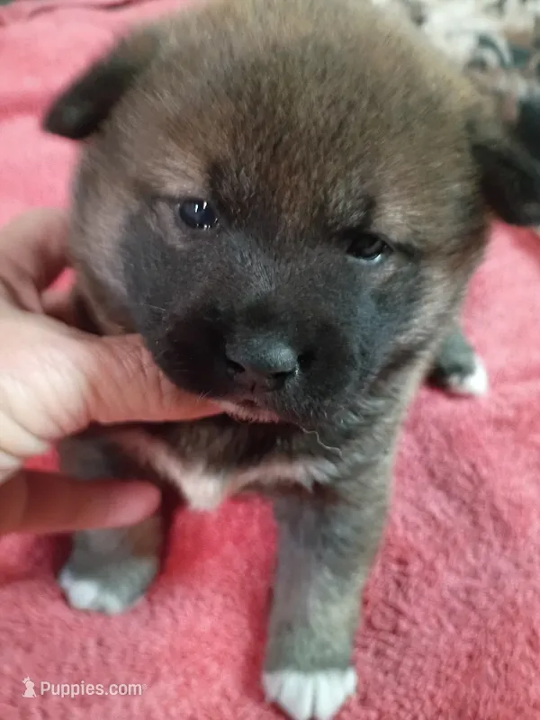 Puppy here. Coco – Shiba Inu puppy for sale in Spraggs, PA