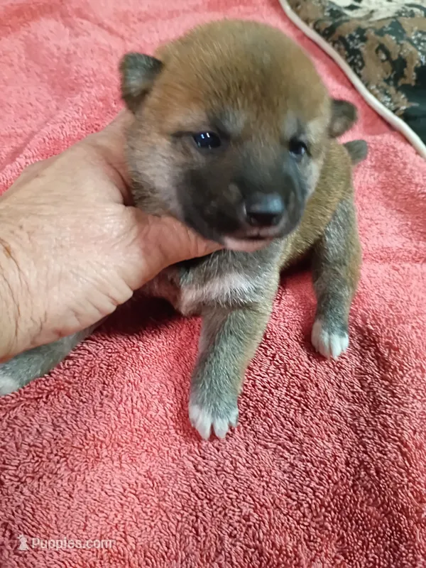 Lady Red – Shiba Inu puppy for sale in Spraggs, PA
