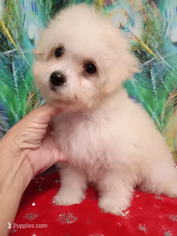 Toy size Bichon girl – Bichon Frise puppy for sale in Spraggs, PA