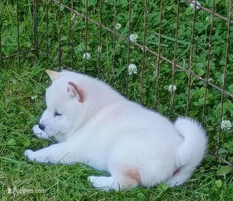 Butterscotch  – Shiba Inu puppy for sale in Spraggs, PA
