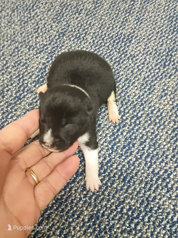 Toy Pinto Boy – Shiba Inu puppy for sale in Spraggs, PA