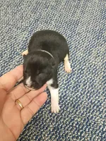 Toy Pinto Boy, a male Shiba Inu for sale in Spraggs, PA – Photo 1 of 5