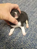 Toy Pinto Boy, a male Shiba Inu for sale in Spraggs, PA – Photo 5 of 5