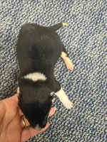 Toy Pinto Boy, a male Shiba Inu for sale in Spraggs, PA – Photo 2 of 5