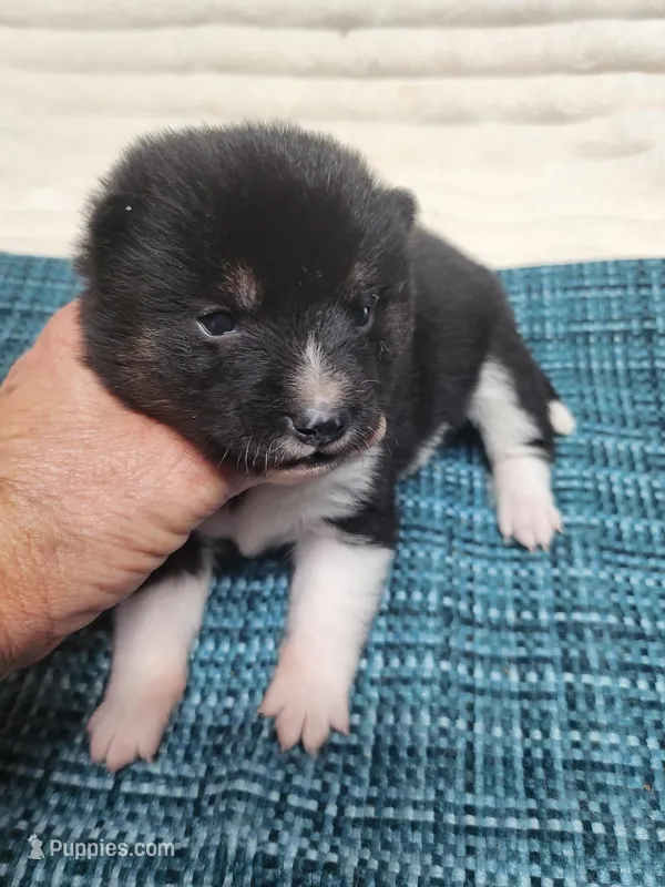 Toy Pinto Boy – Shiba Inu puppy for sale in Spraggs, PA