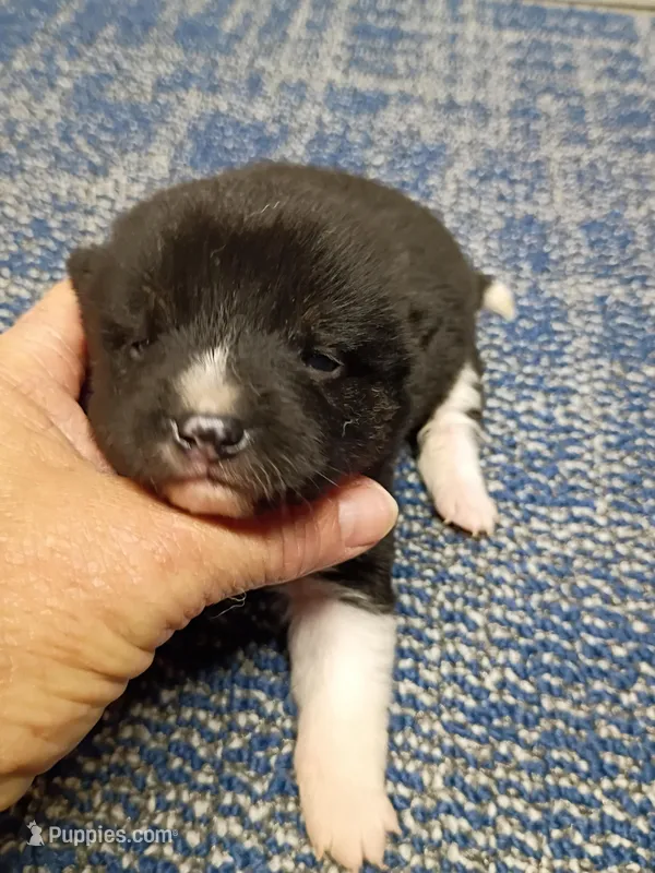 Toy Pinto Boy – Shiba Inu puppy for sale in Spraggs, PA