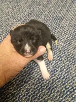 Toy Pinto Boy, a male Shiba Inu for sale in Spraggs, PA – Photo 3 of 5