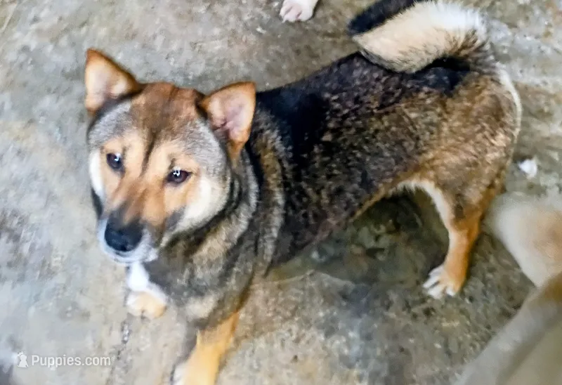 Pregnant  – Shiba Inu puppy for sale in Spraggs, PA