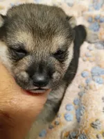 Three weeks old male, a male Shiba Inu for sale in Spraggs, PA – 2 of 8